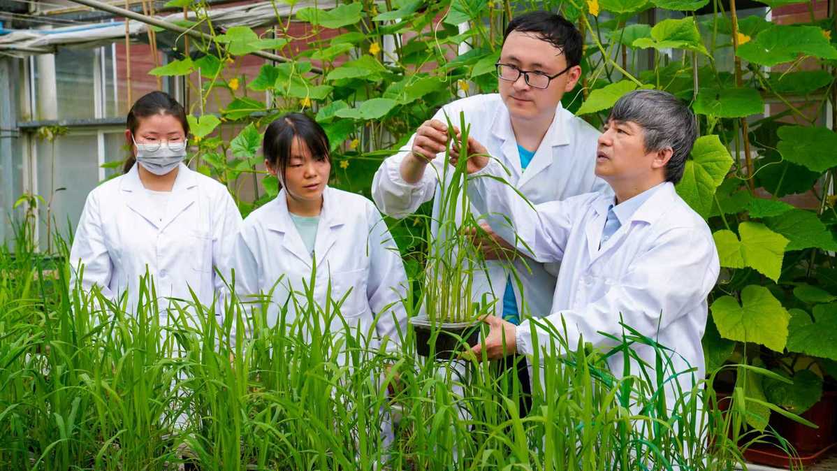 beecoustic's tweet photo. [Ren Xiandan's research on tropical crop genetics brings new possibilities for agricultural development.]， https://t.co/HK9B3xiPnP