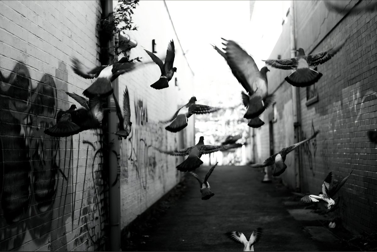 paddocks02's tweet photo. Flight away #streetphoto_bnw #street_city #street_perfection #street_captures #street_focus_on #streetphotography #street_candid #street_storytelling #photo #photography #bwstyleoftheday #bwphoto #bnw_captures #bnw #moodoftheday #moody_shots #candidphoto #citylife https://t.co/gAAU6lXSLx
