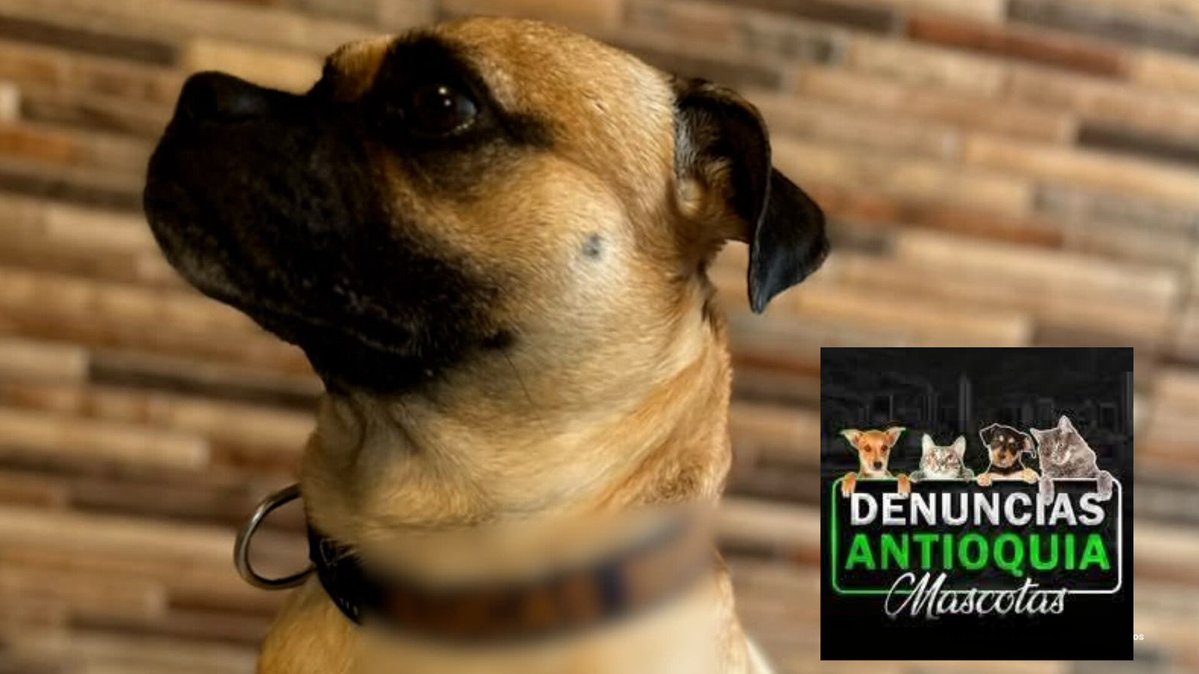 DenunciasAntio2's tweet photo. 💪🐕 Condena de 20 meses de prisión por golpear una y otra vez a Lucas, un perro criollo, en presencia de menores y como represalia contra su expareja.

En #Envigado , Edgar Alexander Montañez Díaz fue condenado por maltrato animal agravado. Entre mayo y julio de 2024 habría sometido al animal a golpes y otras agresiones que le causaron lesiones y sufrimiento. La Fiscalía, a través del grupo GELMA, logró esta condena dentro de un conjunto de actuaciones por hechos de maltrato animal: dos condenas y una imputación.

#DenunciasAntioquia