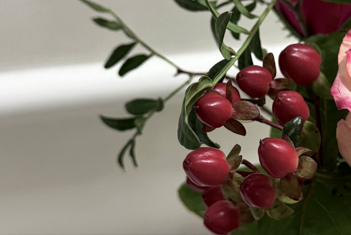 sanlordy's tweet photo. Hypericum https://t.co/adTaBhIFeg