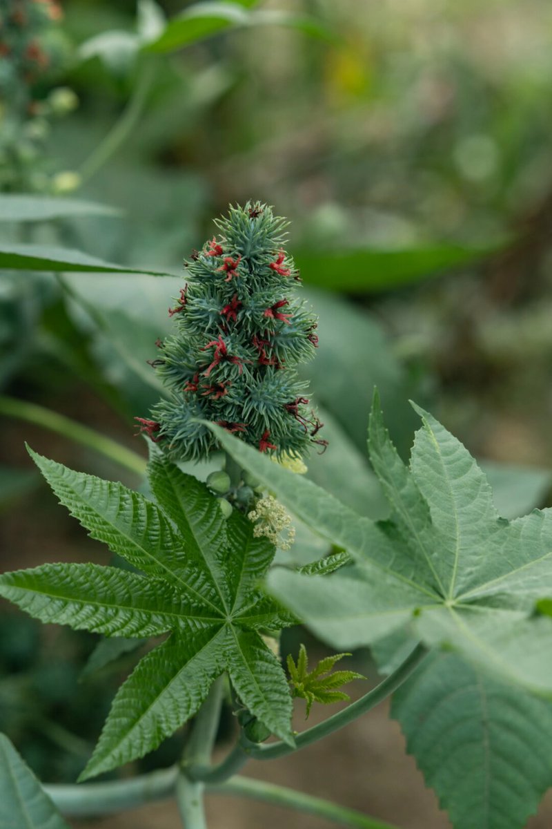 HannahAldjjo's tweet photo. [Esta planta produce semillas con aceite útil. （注：此处用“planta”对应中文语境的“蓖共匦”，因无该特定汉字对应的实用西语词汇，用植物相关表述贴合意象，符合推文简洁性）]， https://t.co/2t5qabKjcC