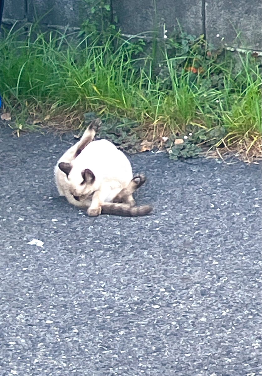 fawnisland's tweet photo. 🐈軟体動物？

簡単そうで
真似できない
しなやかなポーズ😸
#猫

日常、仕事、作業、運動‥
ケガをしにくい柔らかい体
大事ですね🧘‍♂️
#ヨガジョウ

今日も元気に良い一日を❣️

#畳のヨガマット
#鹿児島中央駅ライフ https://t.co/sivDYHOPup