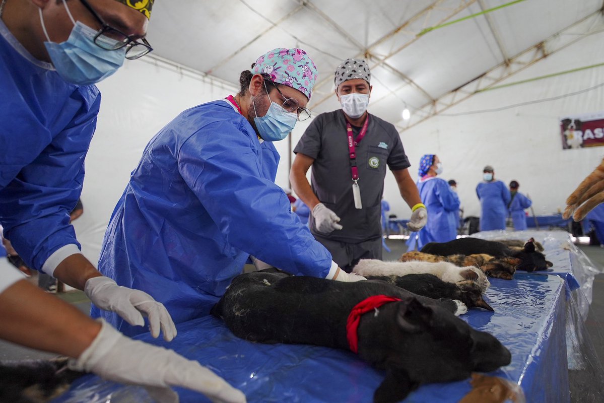 delfinagomeza's tweet photo. En mi querido #Texcoco, este domingo, Día de los Seres Sintientes en el Estado de México, inauguramos el Mes Nacional de Esterilización Quirúrgica de Perros y Gatos, con el objetivo de promover su cuidado y que representa una manera de entender el bienestar animal y aplicar la nueva ley para su protección.
En el #EdoMéx, todas y todos somos parte de la transformación y nuestros seres sintientes son parte esencial y trabajamos también por su bienestar.
#ElPoderDeServir