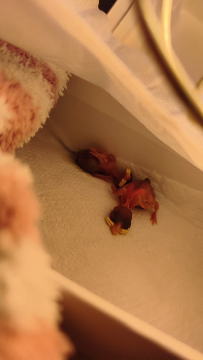 mmiaulina's tweet photo. ay mutis encontré dos pajaritos recién nacidos tirados en mi patio 💔 estoy haciendo de todo para que sobrevivan si alguien sabe o tiene tips plis me ayudarían mucho 💔 https://t.co/wjUE23Bs4C