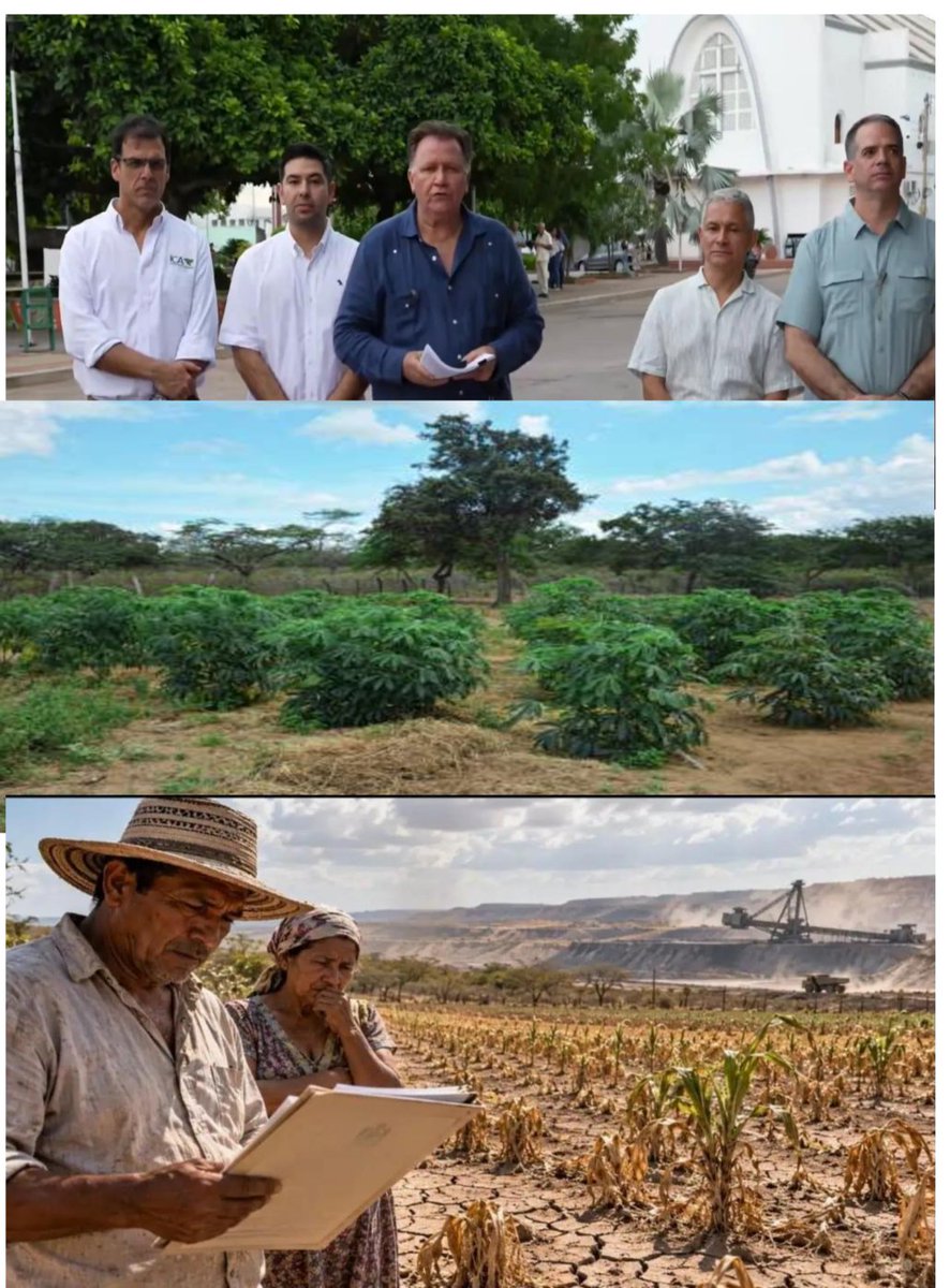 RuraliaUrbana's tweet photo. En la plaza principal de Urumita, como puede observarse en posteo citado, el mezquino Ministro de @MinAgricultura, Indalecio Dangond Baquero, junto a la cúpula institucional del sector agrario - el viceministro José Leonidas Tobón, el director de la @ADR_Colombia Orlando José Dangond, el director de la @UPRAColombia Alberto José Esmeral y el director del @ICACOLOMBIA Carlos Eduardo Campo Cuello -, firmó la resolución que deroga las Áreas de Protección para la Producción de Alimentos (APPA) en 8 municipios de La Guajira. 

Este acto, que cumple una promesa arbitraria del presidente de la autodenominada "Patria Milagro" @ABDELAESPRIELLA bajo el pretexto de "liberar el suelo" y otorgar autonomía municipal, atenta contra el Estado Social de Derecho, la soberanía alimentaria y las comunidades campesinas e indígenas Wayúu y Kankuamas. 

PARA "justificar la medida", la cartera agropecuaria alegó fallas técnicas y jurídicas por falta de reglamentación del artículo 32 del Plan Nacional de Desarrollo. Sin embargo, este argumento resulta jurídicamente insostenible, pues la derogatoria viola la protección reforzada a las comunidades rurales consagrada en el artículo 64 de la Constitución (Acto Legislativo 01 de 2023) e infringe el principio de no regresividad de los Derechos Económicos, Sociales, Culturales y Ambientales (DESCA).

La creación de la primera APPA en junio/2024 constituyó una situación jurídica consolidada sobre la cual cientos de familias organizaron sus proyectos de siembra, supervivencia y conservación hídrica. Arrebatar esta figura sin los estudios edafológicos y técnicos de la UPRA representa un vicio de inconstitucionalidad y una clara desviación de poder que vulnera el debido proceso administrativo (Art. 29 C.P.), al prescindir de la consulta previa y la concertación territorial exigidas.

Tras el discurso de la "libertad de la tierra" se oculta una estrategia para favorecer a sectores económicos concentrados a costa del campesinado y comunidad indígena local. La eliminación de las APPA busca desmantelar los frenos jurídicos que impedían la expansión del monocultivo extensivo, la agroindustria a gran escala y la minería extractivista en zonas frágiles de La Guajira.

No existen casualidades, sólo causalidades... 

Con esta decisión, el gobierno entrega las reservas hídricas y las tierras productivas a los intereses corporativos que respaldan su proyecto político. En una región fuertemente castigada por la sequía y la desnutrición infantil, subordinar la vocación alimentaria del suelo al extractivismo condena a las comunidades autóctonas al desplazamiento forzado o a la servidumbre. 

Desde el ámbito constitucional y contencioso-administrativo, la actuación del Ejecutivo es ilegítima e ilegal, pues ni el Presidente ni sus ministros cuentan con facultades para anular directrices de ordenamiento ambiental mediante meras decisiones políticas. Por ello, la medida es demandable ante el @consejodeestado mediante acciones de nulidad con solicitud de suspensión provisional.

Asimismo, las comunidades étnicas y campesinas afectadas pueden acudir a la Acción de Tutela para frenar esta vulneración masiva a sus derechos fundamentales a la subsistencia, el territorio, la consulta previa y la soberanía alimentaria.

Lo sucedido en Urumita pone en marcha un modelo económico regresivo que prioriza el capital sobre la vida y la seguridad alimentaria del país. Un zarpazo y trampa jurídica que despoja al sur de la Guajira paracolmo de males.
 
https://t.co/7k8nPq0pC2

Ante la intención de extender esta derogatoria al resto de Colombia en Antioquia,  Santander, Tolima y Cundinamarca, la sociedad civil, organizaciones agropecuarias campesinas, asociaciones sobre protección del campesinado como étnicas y los estrados judiciales tienen la responsabilidad de frenar este retroceso inconstitucional vulnerante, que pretende imponerse de manera autoritaria "a lo que dé" !!
@RELE_CIDH 
@dw_espanol
@FAO 
@CConstitucional 
@LigaNoSilencio 
@FLIP_org