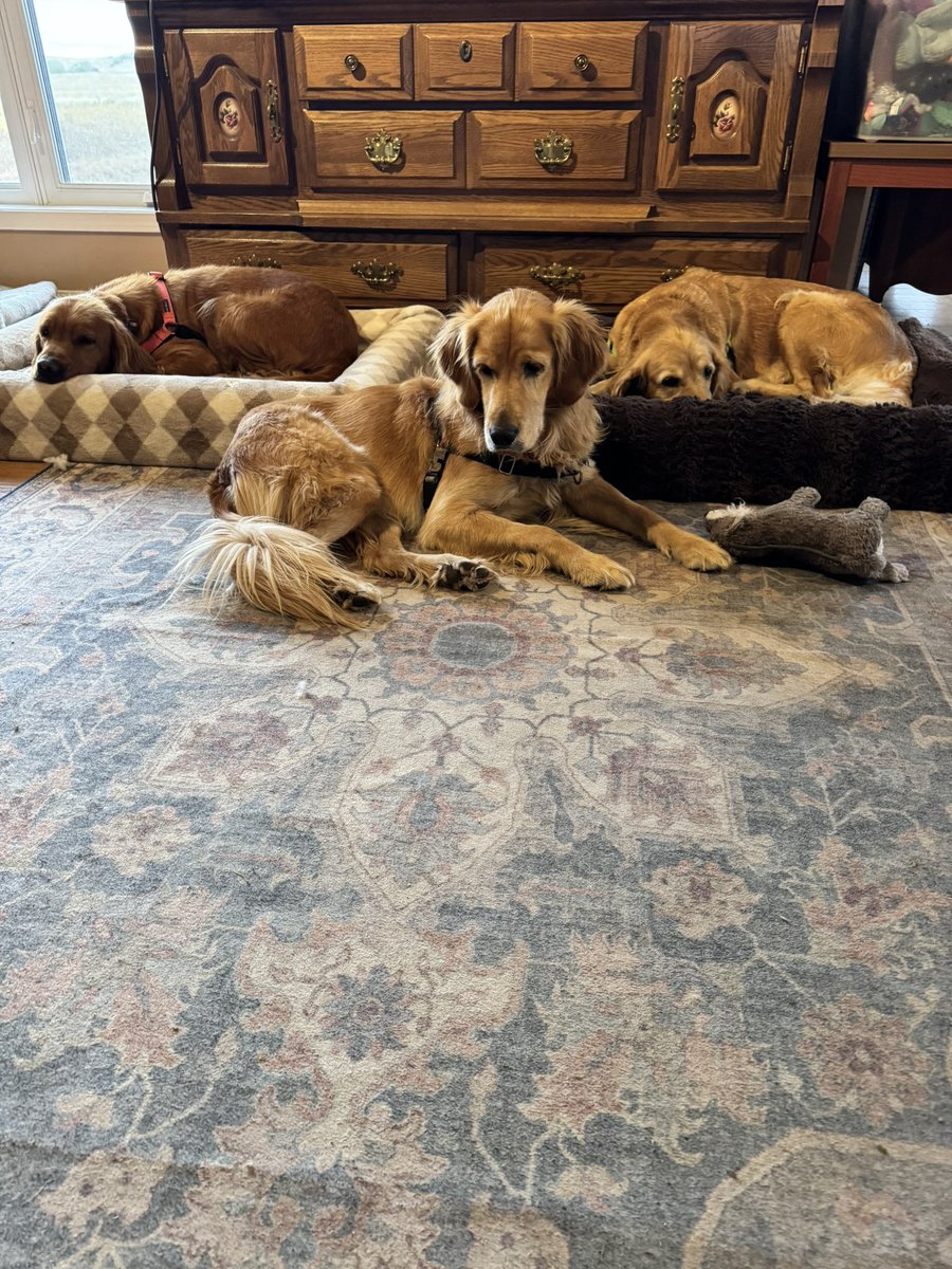 4Altra's tweet photo. We’re officially LIVE! 🔥 
👀👀👀👀
https://t.co/DxhnT3vRh4

#dogs #pussy #naughty https://t.co/X6ar9Ji5ff