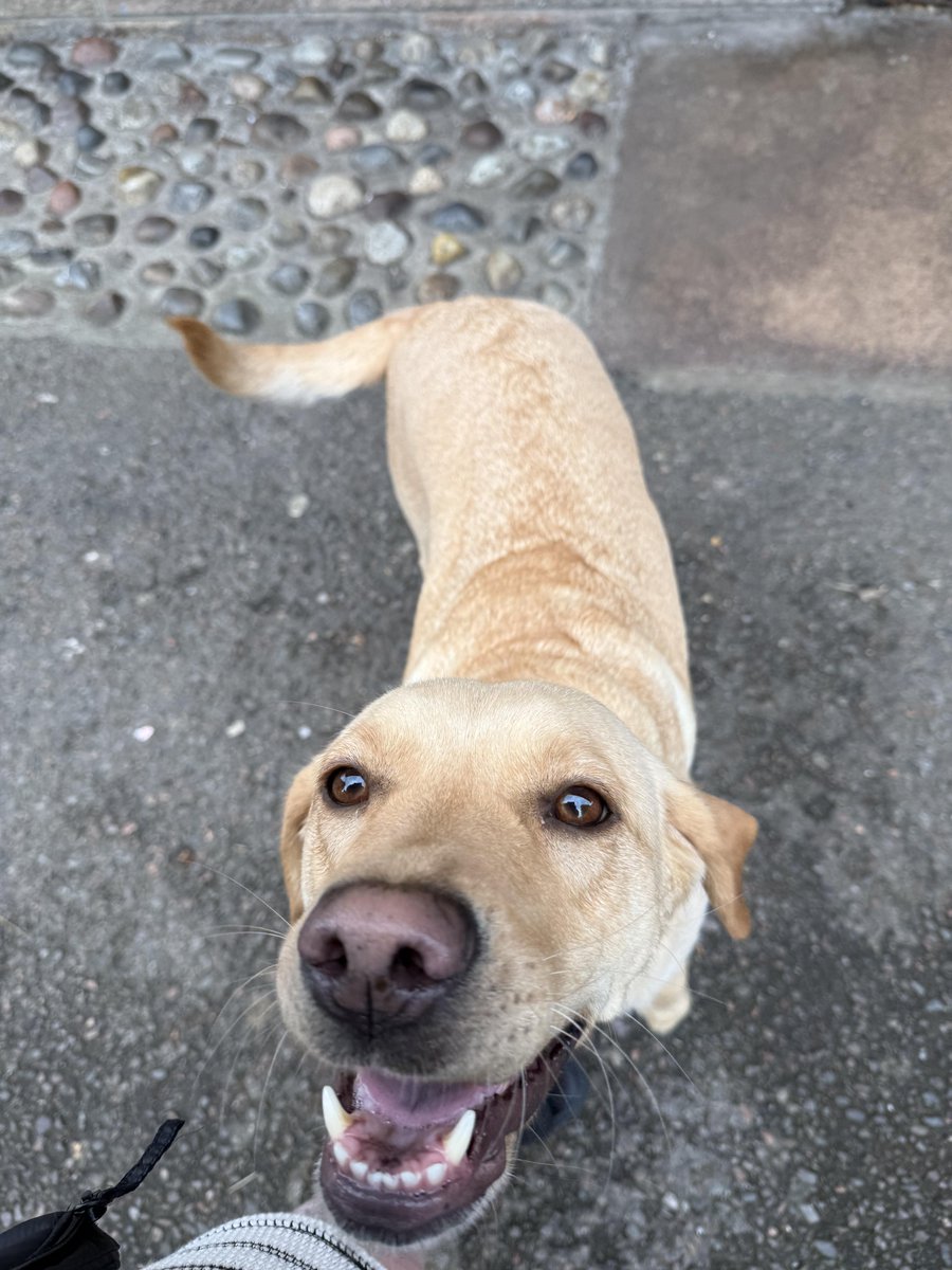 mademesmile_x's tweet photo. Got greeted by the sweetest cutest dog whilst shopping after a very shitty week
#smile #love #lovely https://t.co/Uafykwlrhp