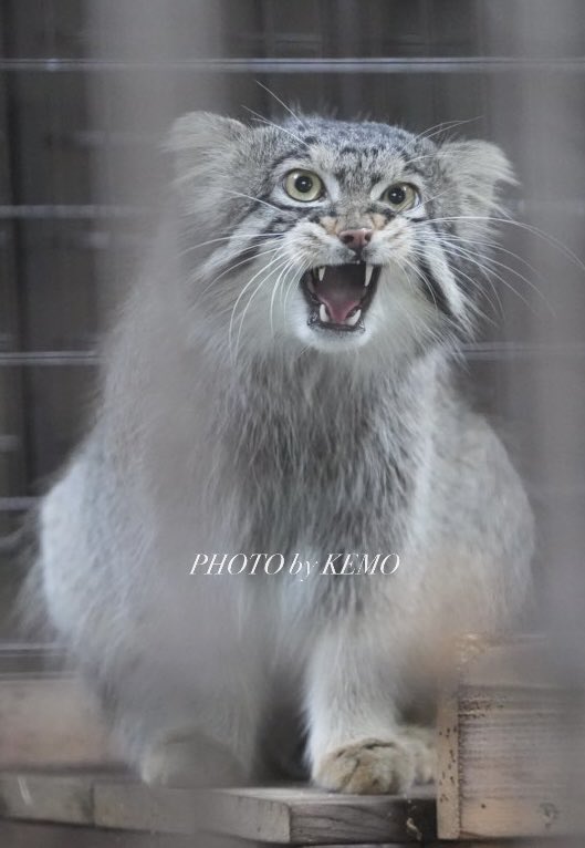 KEMOKEMO56's tweet photo. おはようございマヌル🥭

#マヌルネコ　#野毛山動物園　#フィーガ https://t.co/WQn0fh0hiR