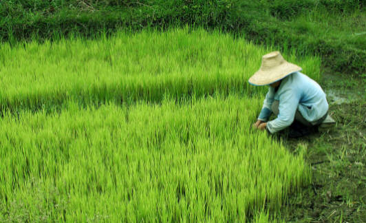 srimeldha_a's tweet photo. [I deeply regret my lack of resilience when worrying about the crops in the She area.]， https://t.co/I9V5CLSpTu
