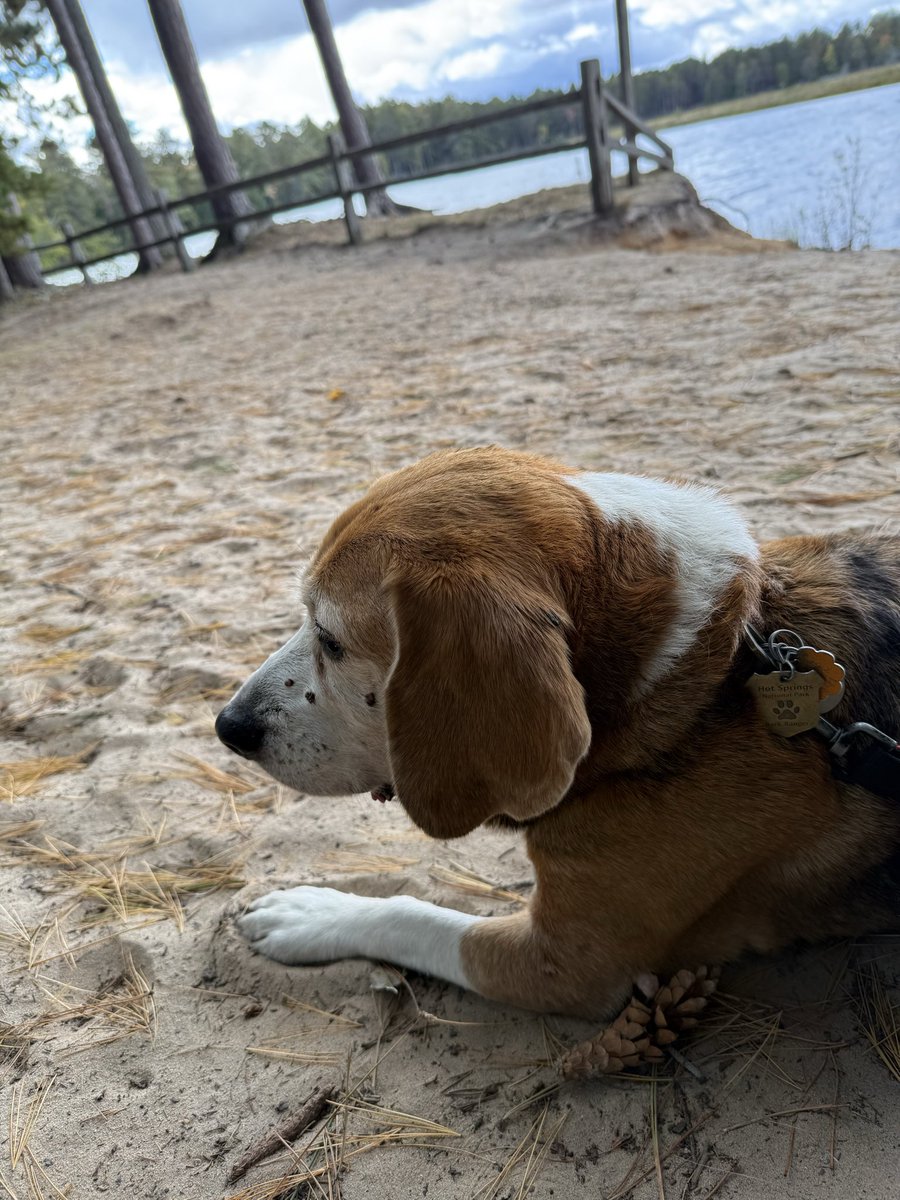 HoundDogLove1's tweet photo. Lots of sniffers and walks while we enjoyed the great outdoors in the Upper Pennisula! #camping #beaglelife #beagle #walks #fun https://t.co/EbathAWxh2