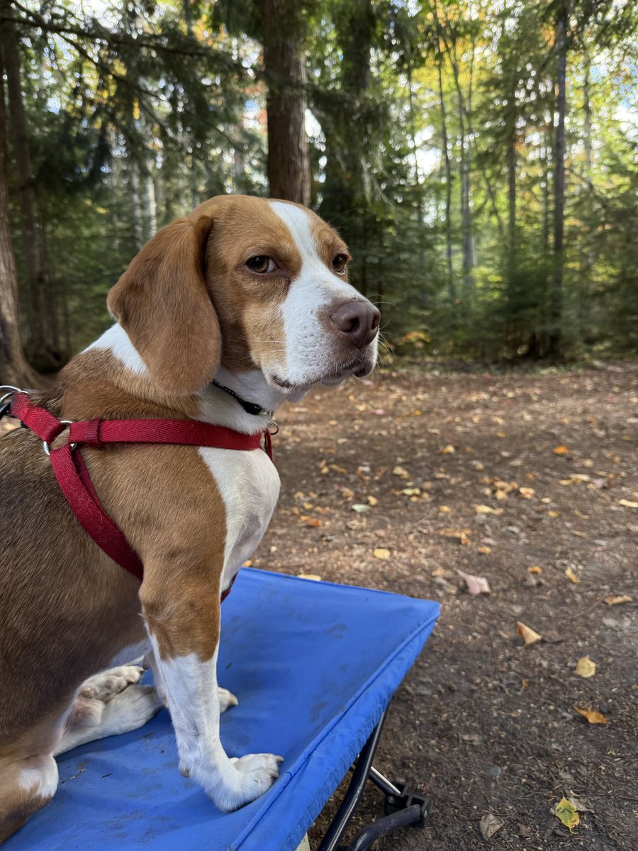 HoundDogLove1's tweet photo. Lots of sniffers and walks while we enjoyed the great outdoors in the Upper Pennisula! #camping #beaglelife #beagle #walks #fun https://t.co/EbathAWxh2