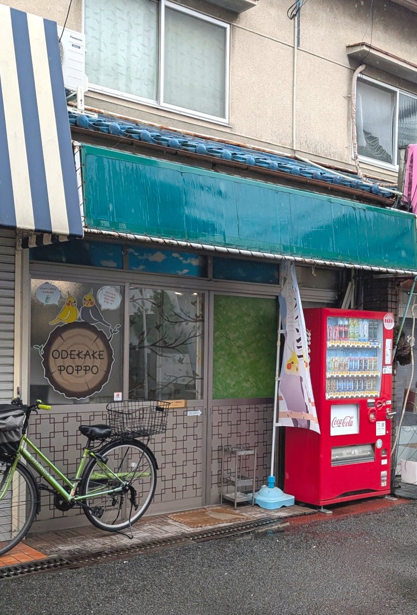 wQRmld0UowXJbyN's tweet photo. 日曜日のお昼はODEKAKE☆POPPOさん（東大阪市近江堂2-9-31）へオカメインコさん達に会いに行ってきました🦜
今月2026年10月で閉店との事😭
あいにくの雨でしたが室内なので問題なしです✨
入るとすぐにふれあいスペースのオカメインコさん達の姿が観れお待ちかねの放鳥開始！今日はみんな出て来た🥰 https://t.co/Z4JwDTi4eh