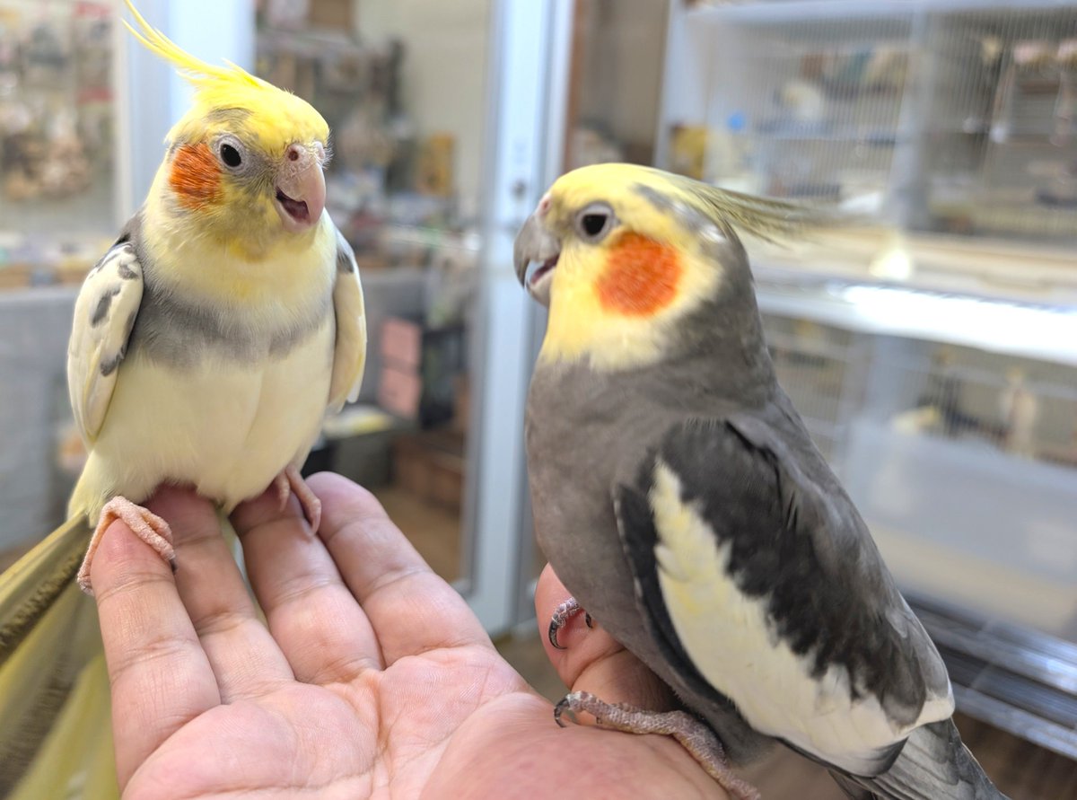 wQRmld0UowXJbyN's tweet photo. 日曜日のお昼はODEKAKE☆POPPOさん（東大阪市近江堂2-9-31）へオカメインコさん達に会いに行ってきました🦜
今月2026年10月で閉店との事😭
あいにくの雨でしたが室内なので問題なしです✨
入るとすぐにふれあいスペースのオカメインコさん達の姿が観れお待ちかねの放鳥開始！今日はみんな出て来た🥰 https://t.co/Z4JwDTi4eh