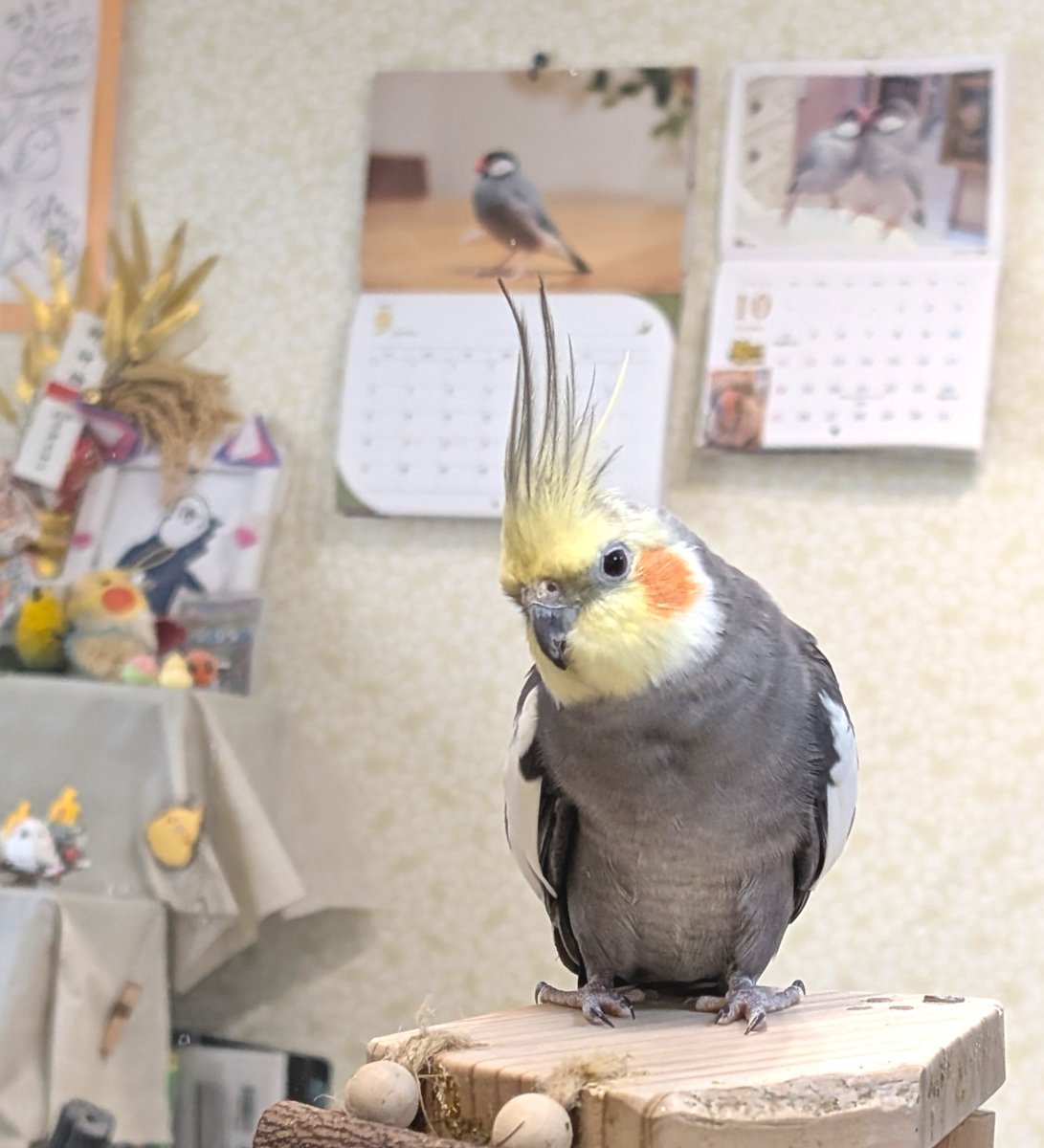 wQRmld0UowXJbyN's tweet photo. 日曜日のお昼はODEKAKE☆POPPOさん（東大阪市近江堂2-9-31）へオカメインコさん達に会いに行ってきました🦜
今月2026年10月で閉店との事😭
あいにくの雨でしたが室内なので問題なしです✨
入るとすぐにふれあいスペースのオカメインコさん達の姿が観れお待ちかねの放鳥開始！今日はみんな出て来た🥰 https://t.co/Z4JwDTi4eh