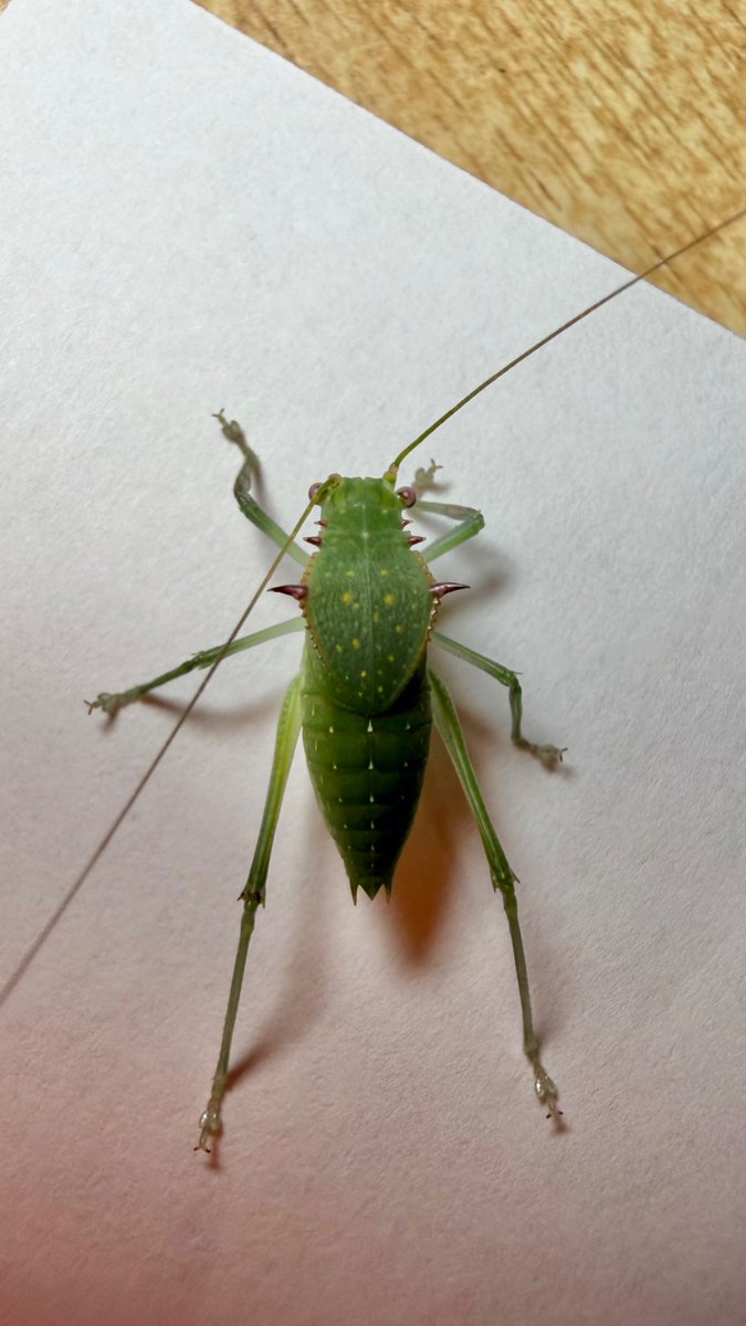 0rthoptera tweet picture
