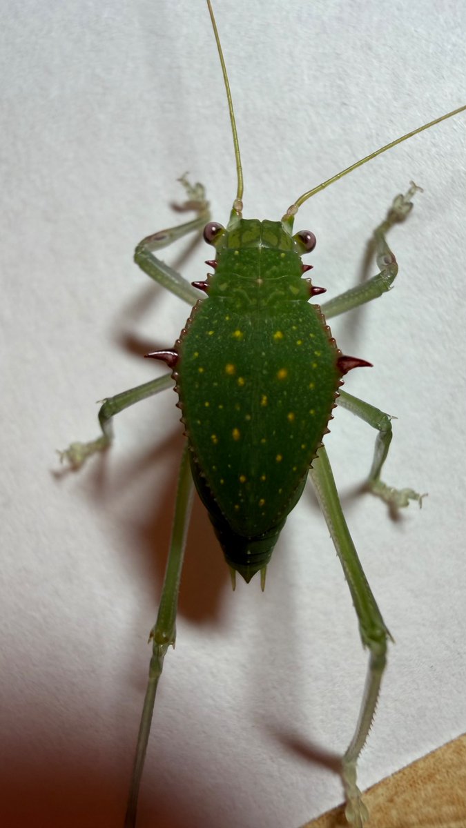 0rthoptera tweet picture
