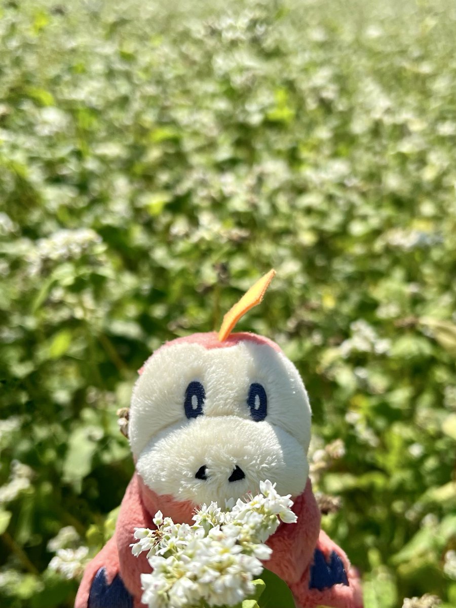 0441_0441's tweet photo. こんにちは
お家のちかくにソバばたけがあるホゲ
まっしろなお花がまんかいホンゲ〜🤩🐊
#ホゲータ https://t.co/fLxdDkMIdF