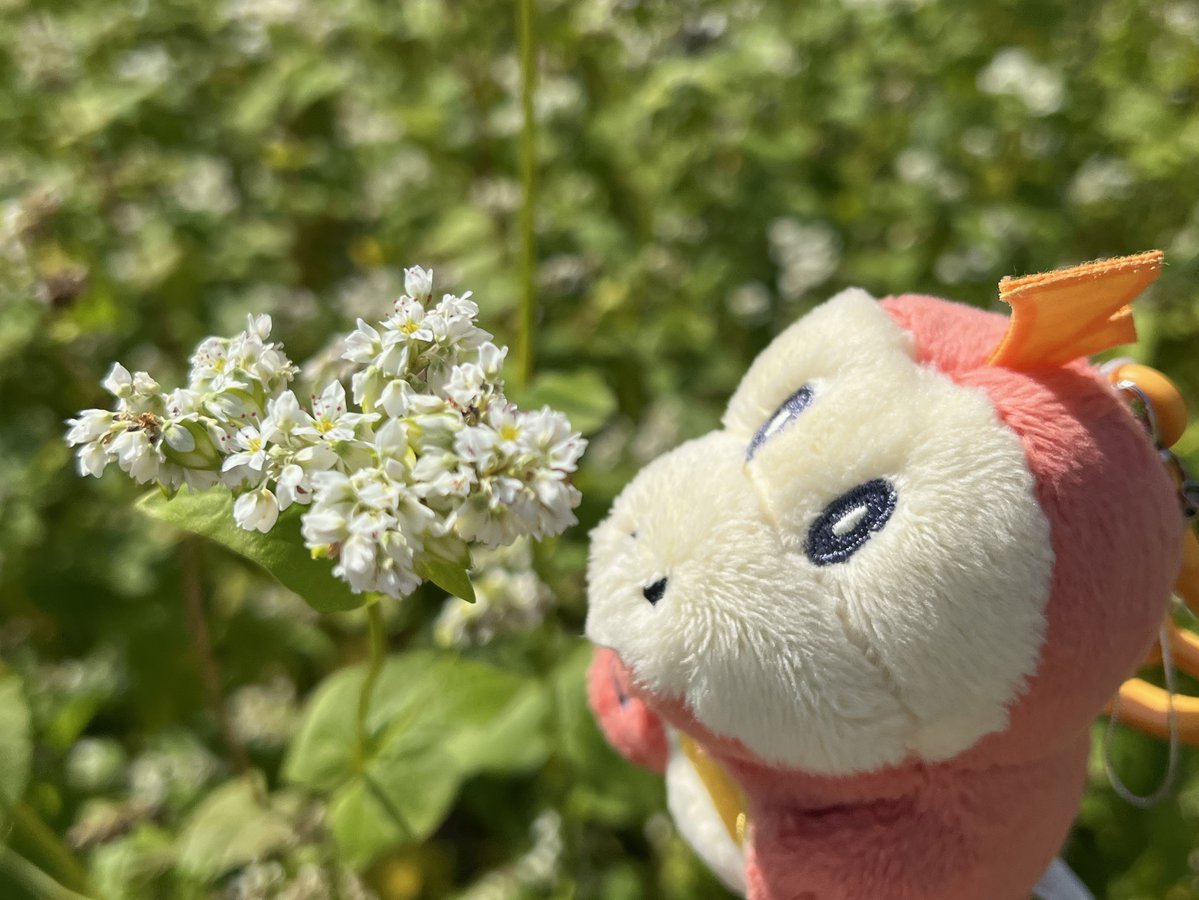 0441_0441's tweet photo. こんにちは
お家のちかくにソバばたけがあるホゲ
まっしろなお花がまんかいホンゲ〜🤩🐊
#ホゲータ https://t.co/fLxdDkMIdF