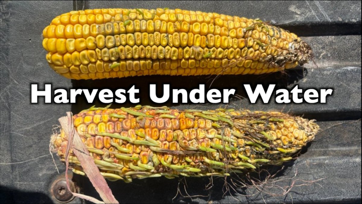 UnshadowedShow's tweet photo. U.S. Harvest Under Water: Pre-Scripted Food Crisis Accelerates as Breadbaskets Fail [VIDEO]

Record rains have stalled the U.S. corn and soybean harvest. Grain is sprouting and molding in the field, Europe's yields are down after heat/drought, and Black Sea grain ports are shut. Multiple breadbaskets are failing at once.

This is precisely the scenario scripted in the 2015 Food Chain Reaction exercise, and the opening the technocrats want for tighter control of seed, farming, and access to food.

[link in replies below]