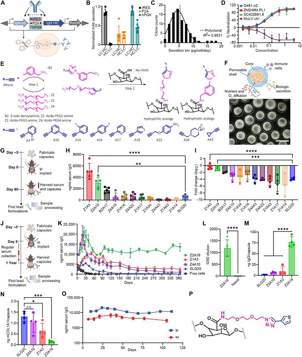 ScienceAdvances's tweet photo. A new cell-based delivery platform within a minimally invasive device enables once yearly monoclonal antibody therapy, limiting the need for frequent injections. @veiseho @RiceUniversity https://t.co/9EbcuhTCTB https://t.co/i68DczqG8B