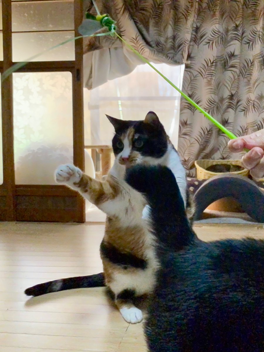 mofgedama's tweet photo. 日曜日ならさっきあそこで見かけましたよ？ https://t.co/ErShKqokXH