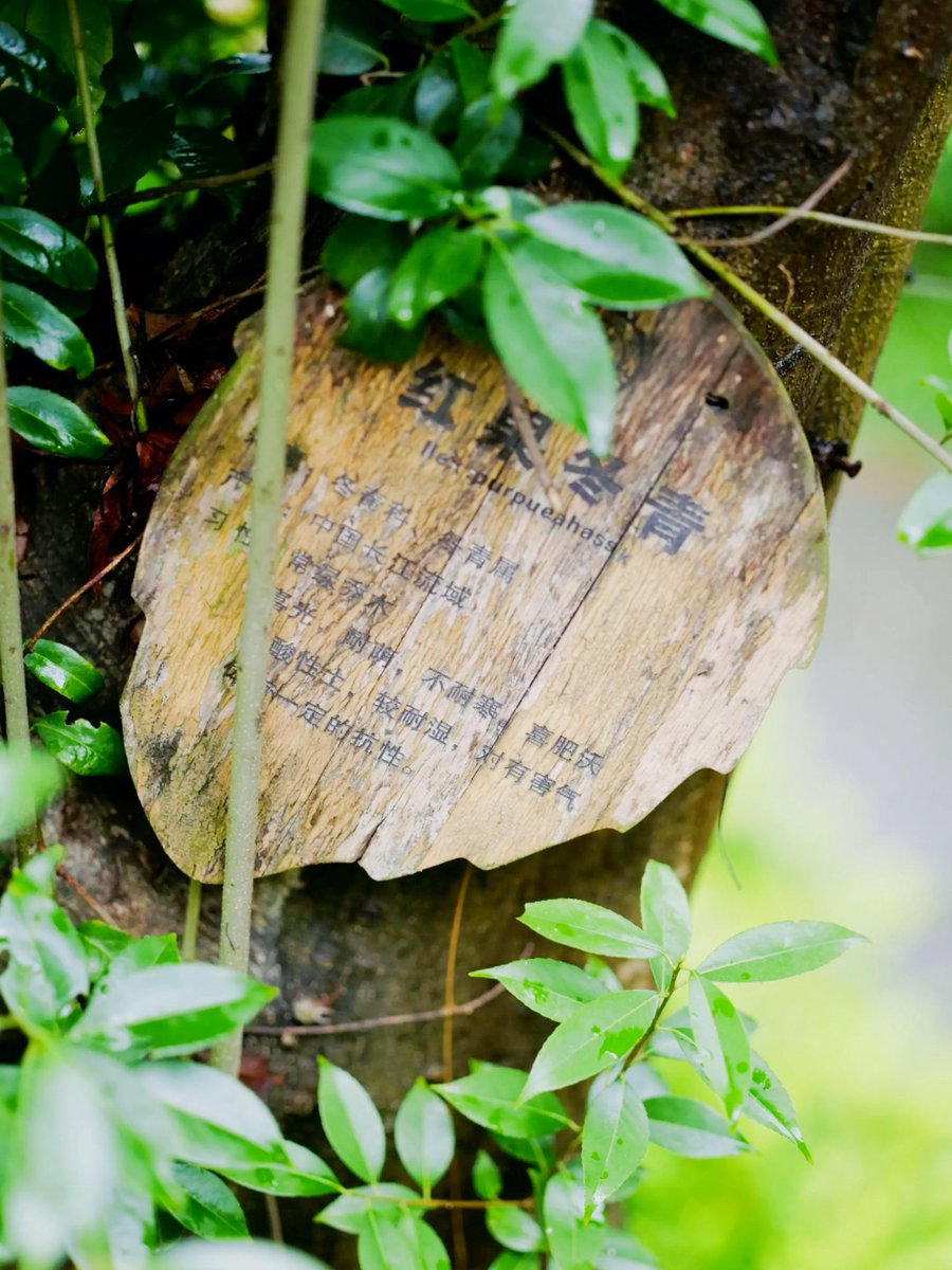 agus05199372's tweet photo. Hiking through the pine forest, I found a flat mossy坪 with phosphor-like stones, and a small cave where a sparrow潜 into the筛 of branches. https://t.co/UFU9LtdrlP