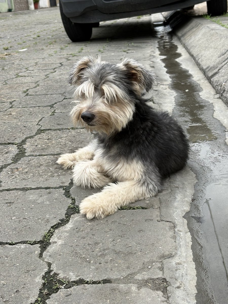 AlertaMePerdi's tweet photo. #ENCONTRADO #GUAYAQUIL
Fecha: 2026-10-04
Sector: Norte, Alborada 11va por una tienda y por la carnicería
Sexo: Macho
Raza: No se
Observación: Recién cortado el pelo y es beige con gris
Contacto: 0997345996
¡Ayúdalo a volver con su familia!
 #AlertaMePerdí https://t.co/KFjkKgHbvN