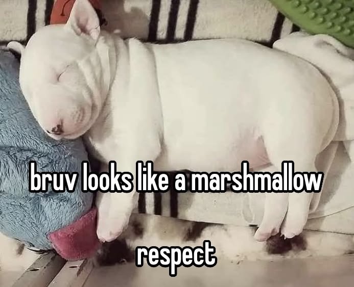 caninepoetry_'s tweet photo. https://t.co/PlGHg7H1cc