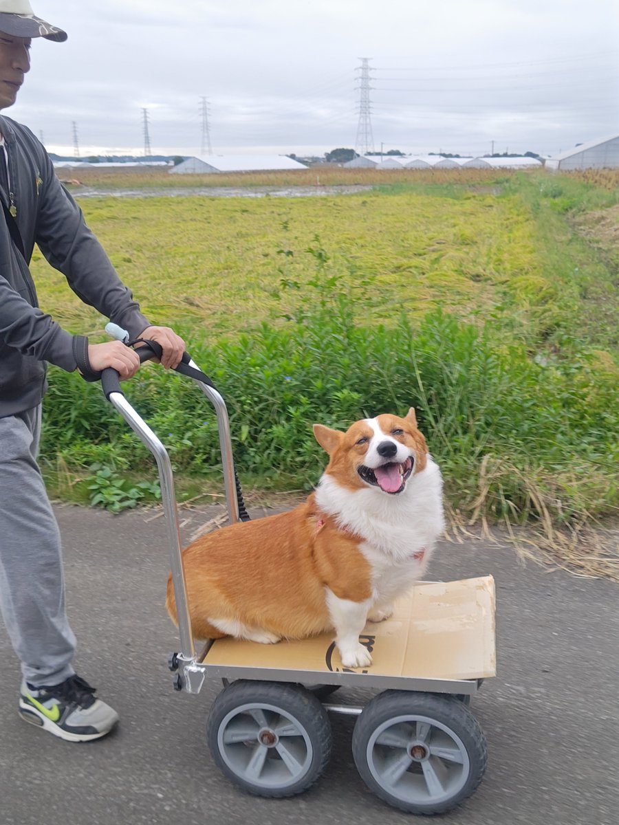 mofumofu_monaka's tweet photo. ゴミ捨てついでにちくわがお散歩してるところに突撃したところ、台車に乗りたいということで乗せてさしあげたらこの顔！
 #コーギー
 #台車コーギー https://t.co/z2hpvvALK6