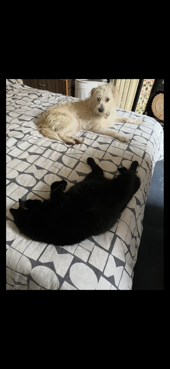 AnnMiddleton2's tweet photo. #WorldAnimalsDay
#bestbedinthehouse
#dove
#lockdownlily https://t.co/tGUIxy1AWb