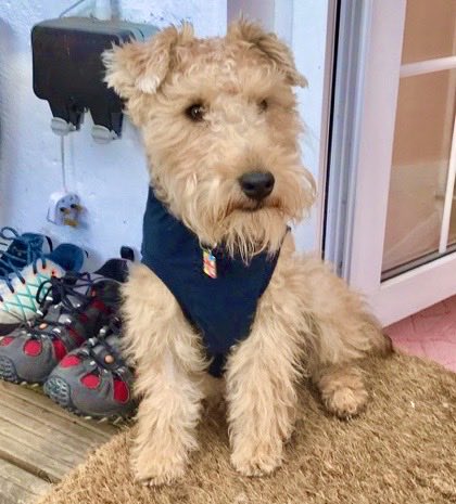 bertie_lakeland's tweet photo. Here I am at a year old wasn’t I just the cutest young man ❤️ https://t.co/tJ2vCs2Idn