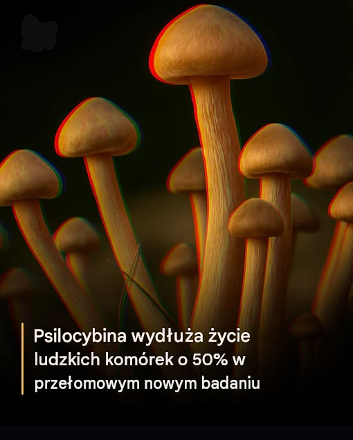 manita_x's tweet photo. Psylocybina przedłużyła życie ludzkich komórek o 50%.

Nowe badanie ujawniło zaskakujący potencjał przeciwstarzeniowy psylocyny — aktywnego metabolitu powstającego, gdy organizm rozkłada psylocybinę, psychoaktywny związek znajdujący się w grzybach halucynogennych.

W eksperymentach laboratoryjnych badacze poddali dwie ludzkie linie komórkowe (fibroblasty skóry i fibroblasty płuc płodu) działaniu stężenia 100 μM psylocyny. Wyniki były uderzające: komórki płucne potrzebowały 57% więcej czasu, aby osiągnąć starzenie replikacyjne (punkt, w którym komórki trwale przestają się dzielić i gromadzą uszkodzenia), podczas gdy fibroblasty skóry wydłużyły swój replikacyjny okres życia o 51%.

Te odkrycia sugerują, że psylocyna może spowalniać fundamentalne procesy starzenia komórkowego, prawdopodobnie poprzez obniżanie stresu oksydacyjnego, wzmacnianie szlaków naprawy DNA, wspieranie zdrowia mitochondriów lub tłumienie przewlekłego stanu zapalnego — mechanizmów, które pokrywają się z tymi, na które kierują się wiodące eksperymentalne leki na długowieczność.

Korzyści wykraczały poza hodowlę komórkową. U starych samic myszy (19-miesięcznych na początku, co odpowiada około 60–65 latom ludzkim) pojedyncza miesięczna dawka psylocybiny dramatycznie poprawiła wyniki. Po 10 miesiącach leczenia 80% zwierząt leczonych psylocybiną nadal żyło, w porównaniu z zaledwie 50% nieleczonych kontroli. Traktowane myszy wykazywały również znacznie mniej widocznych oznak starzenia, w tym zmniejszoną utratę futra i siwienie.

To badanie stanowi pierwszą bezpośrednią demonstrację, że psylocybina/psylocyna może wpływać na samo biologiczne starzenie się, a nie tylko wywoływać efekty psychologiczne. Autorzy podkreślają, że badanie wykorzystało stosunkowo konserwatywne dawkowanie i teraz opowiadają się za dalszymi pracami z wyższymi lub częstszymi dawkami, szczegółowymi ocenami funkcji immunologicznej, metabolicznej i poznawczej oraz badaniami, czy wydłużony okres życia odpowiada autentycznym poprawom w długości zdrowego życia i jakości życia.

["Leczenie psylocybiną wydłuża okres życia komórkowego i poprawia przeżywalność starych myszy." npj Aging, 2025]

link: https://t.co/kG8BocYAPq