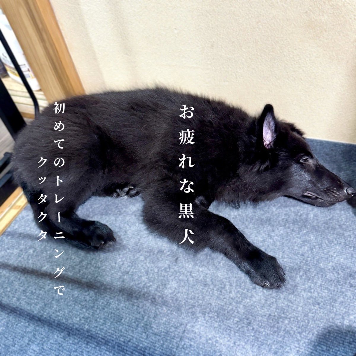 Fernetotrock's tweet photo. 昨日は初めて中口訓練士さんにきてもらってトレーニング 躾の大事さを再認識 に疲れ果てたアーテル君  ★明太子バターフランス ★ガーリックフランス ★ほうれん草と生ハムのナッツサラダ ★コーンスープ ★巨峰  #おうちごはん  #明太子フランス  #ガーリックフランス  #Groenendael https://t.co/QyTxw0vzRl