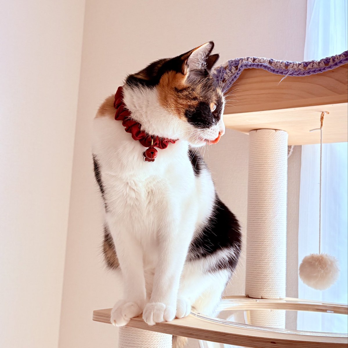 nekodepp's tweet photo. ペロ
#三毛猫 https://t.co/RvbMOHSTqG