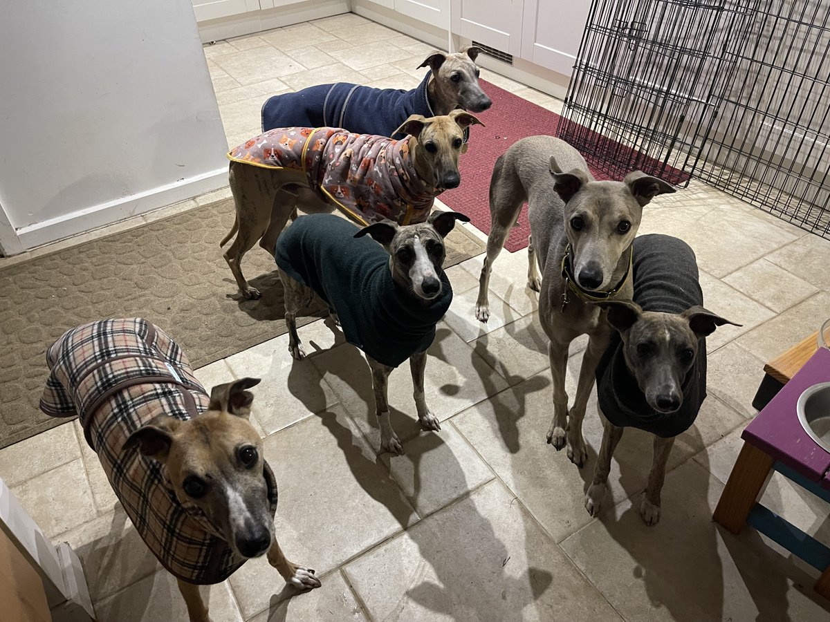 casalindi's tweet photo. Night night from 6/10 of us😂😂😂 the others are …. 
BEHIND YOU 😂😂😂🐕🐕🐕🐕 

Sleep well xxxxxx https://t.co/q6bzfs0zPJ