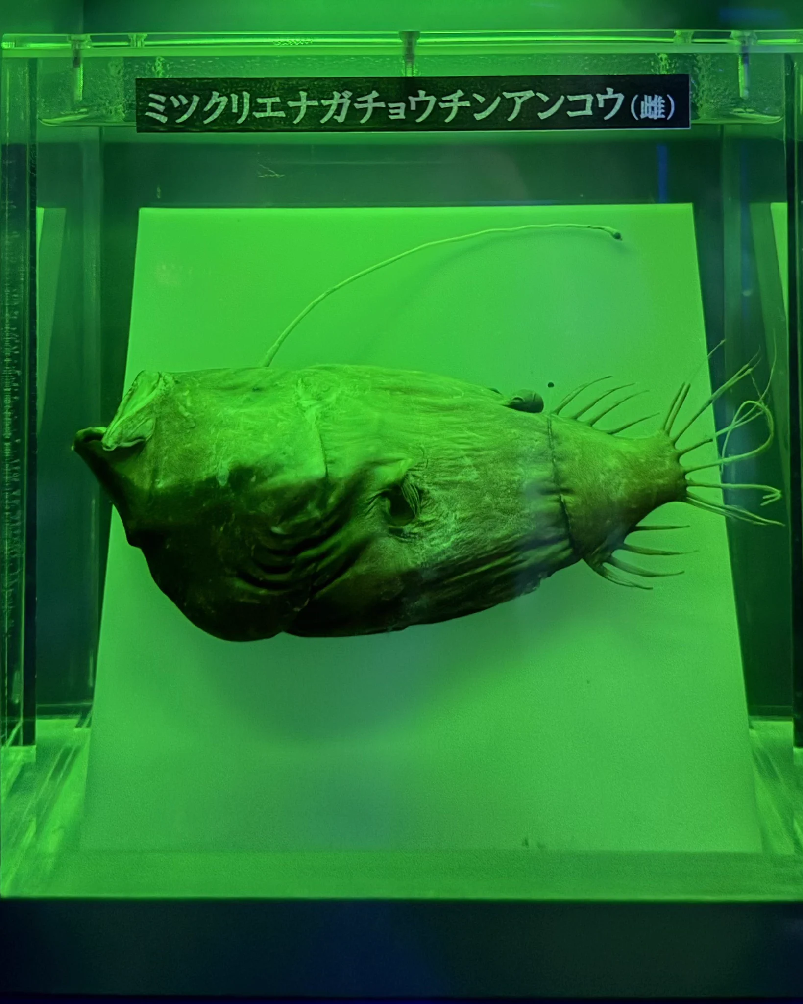 ミツ on X: 