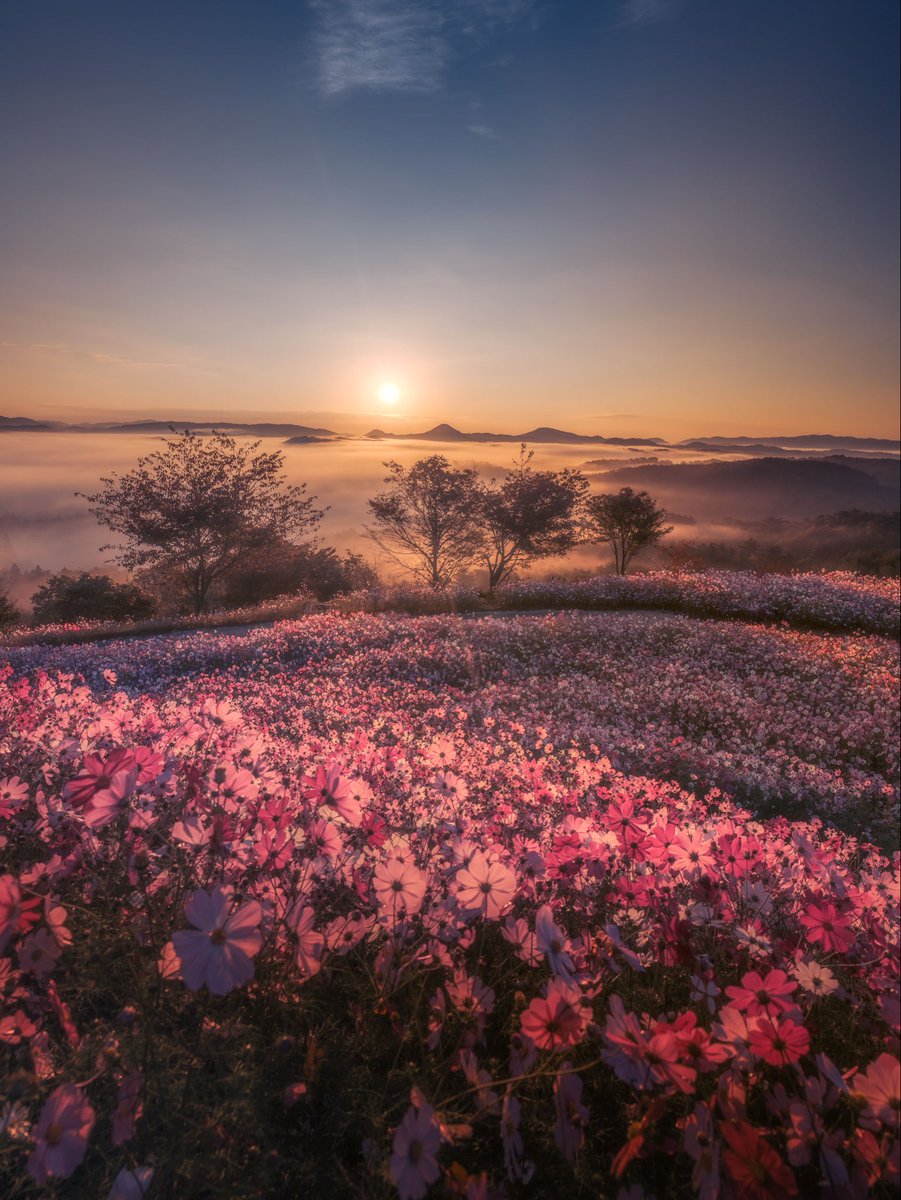 pomu_iyashi's tweet photo. 天空の秋桜畑 https://t.co/80lXZ36wzG