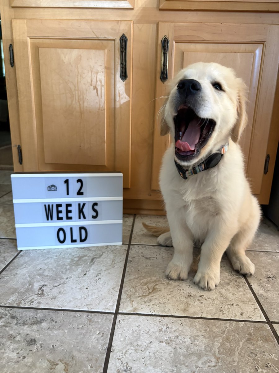 WalterTheGolden's tweet photo. Sharknado wants everyone to know he is 12 weeks old
#lessemmitmorewalter https://t.co/5aPy71iFz4