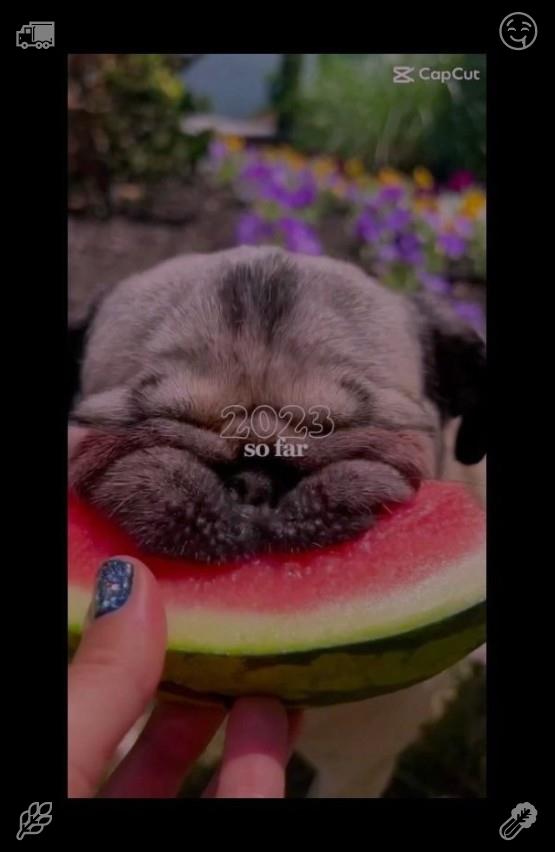 _Osereme_'s tweet photo. 🥖Spring dog walk Dog is happy to run688720The sun shinesLarge puzzle https://t.co/3O0hcY9YAL