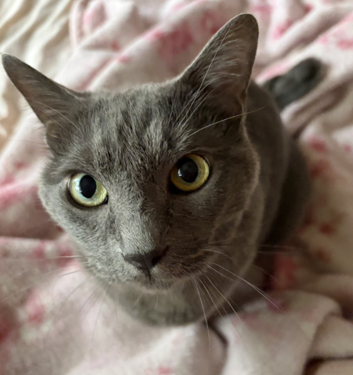 38ZAc0eBxa47EAV's tweet photo. ポッコポコ〜😸 https://t.co/1KRCar8IgL