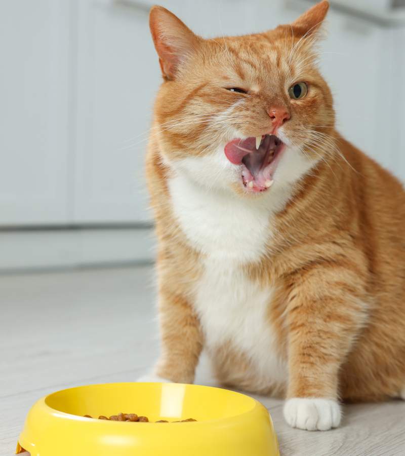 pubity's tweet photo. A new study found that 99% of cat food is contaminated with lead, and over 90% had other heavy metals.

Almost no store-bought cat food was contaminant-free across 62 brands tested. https://t.co/WJ9Re92Rxv