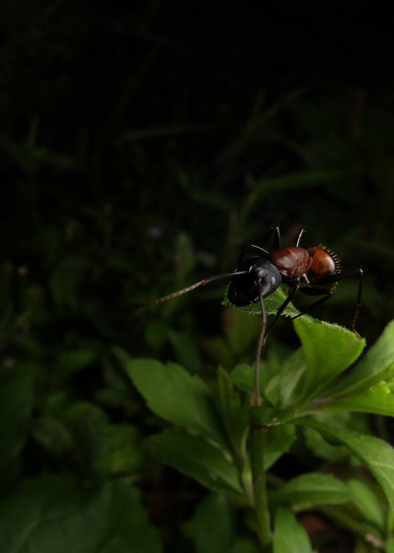 kinebuchifoto's tweet photo. そろそろ暖房の時期
#広角マクロ #Macro_2cm #InsectPhotography
#WideAngleMacro #ExtremeMacro #F22 #DOF
#Macro_Insects #Macro_Perfection https://t.co/cSBPZrrwft