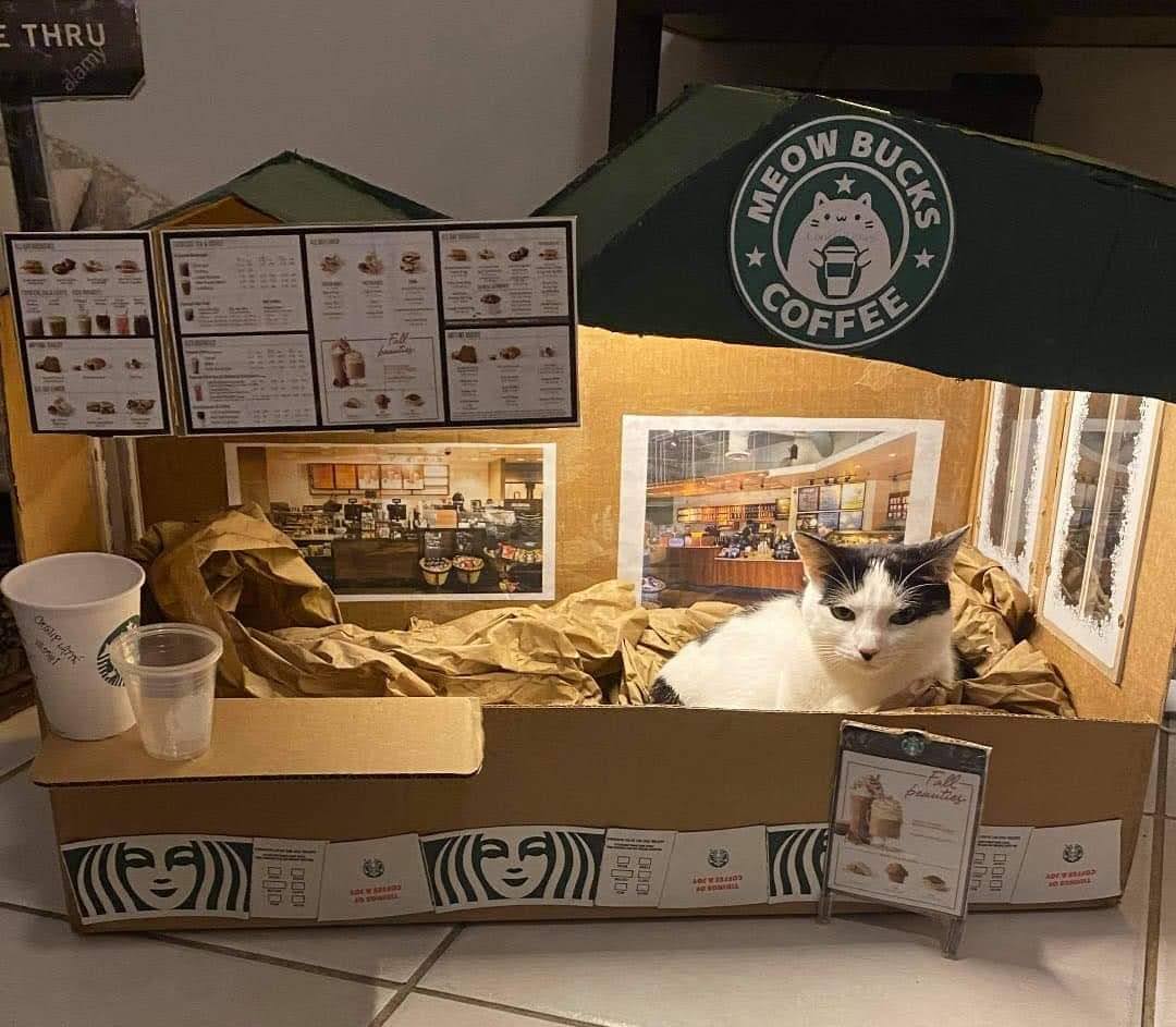 cattywaumpus's tweet photo. Hey @Starbucks 
I was tired of waiting for you to make your own holiday cardboard cat scratcher so I made my own https://t.co/RdKqNdhBlE