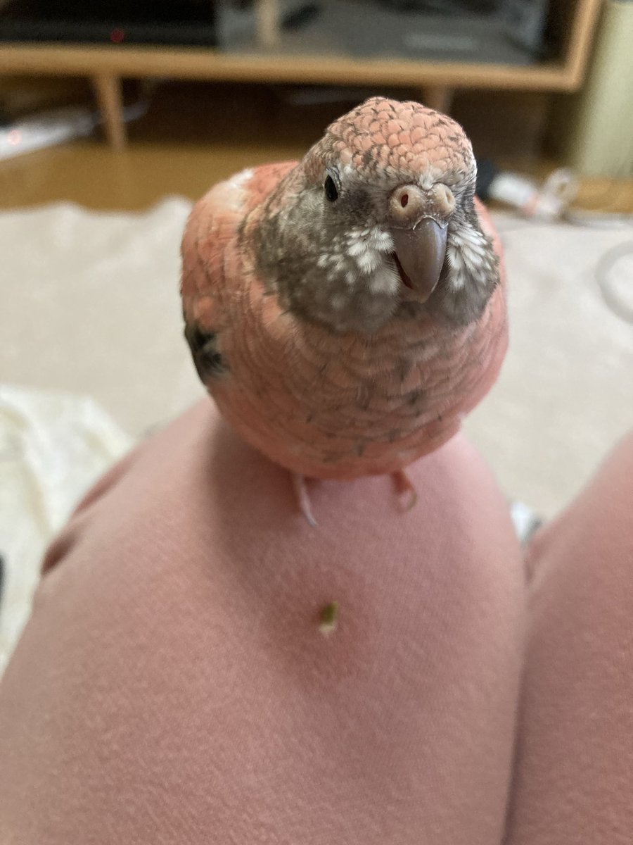justarunaway's tweet photo. おはようございます。
ホカホカ💩感じる季節になってきました。 https://t.co/kYWNfij7aE