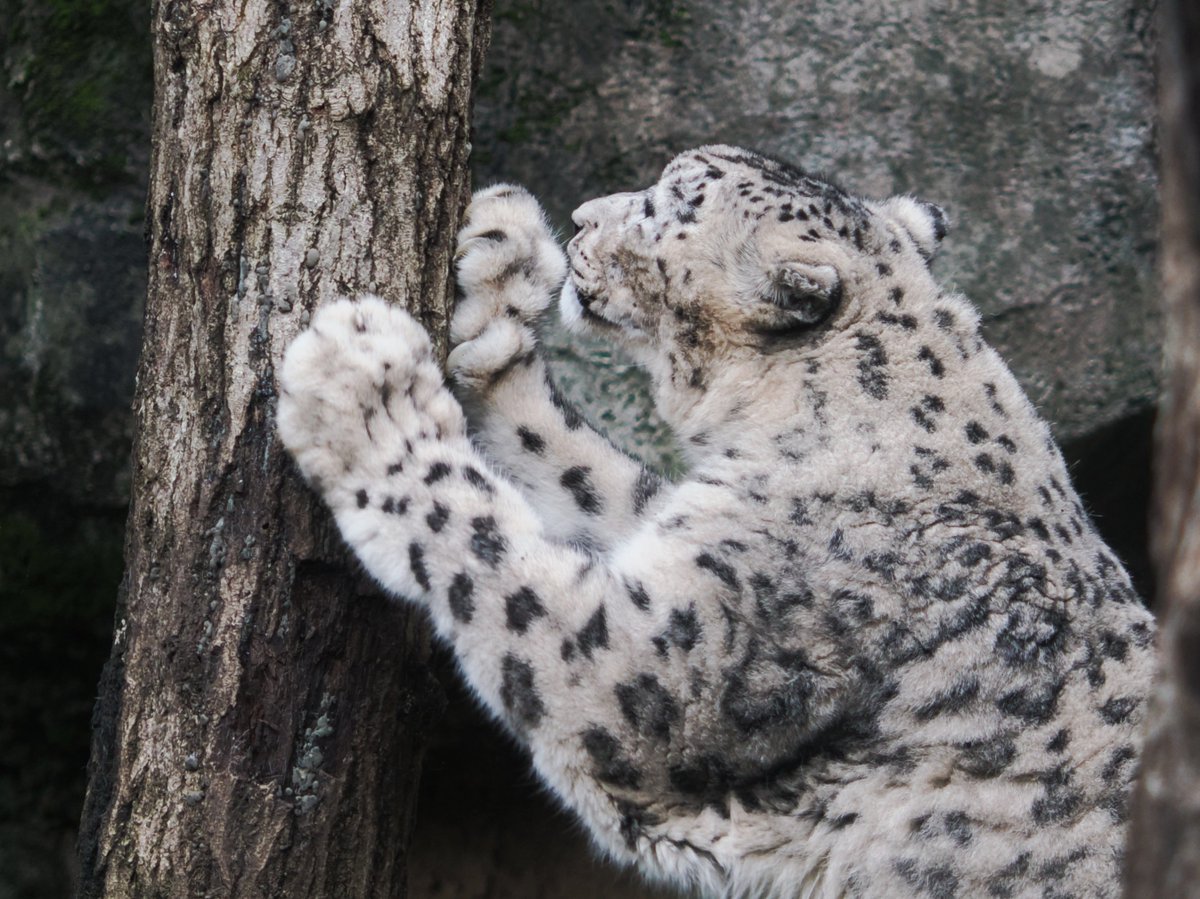 yo3_wing's tweet photo. ミルチャちゃんでおはようございます🐾　

#ユキヒョウ 
snowleopard 
#多摩動物公園 
Tama Zoological Park https://t.co/qyLpjhmClR