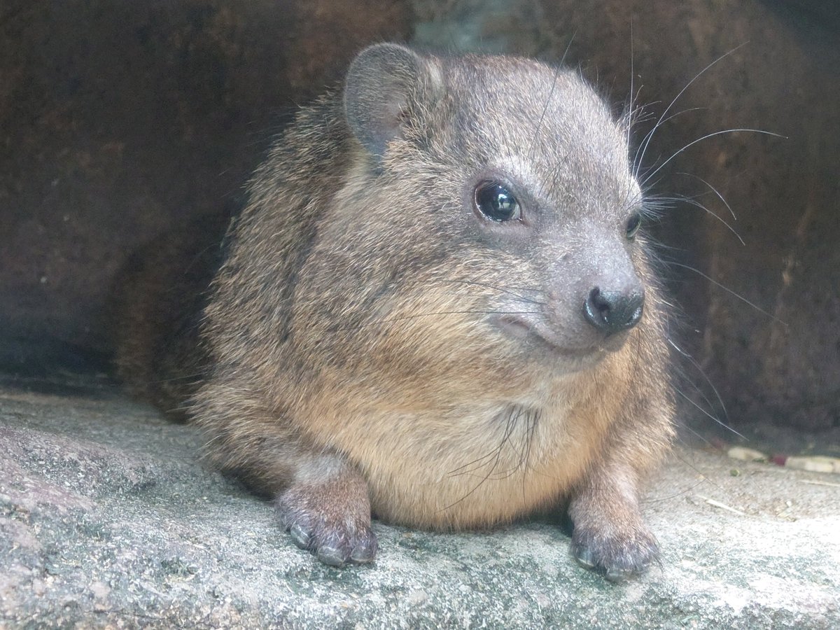 kappashan13's tweet photo. ハイラックスの追憶20220812
#コロッケ
#天王寺動物園 
#ケープハイラックス
#minnanotennojizoo https://t.co/VWUgCY3Uyn