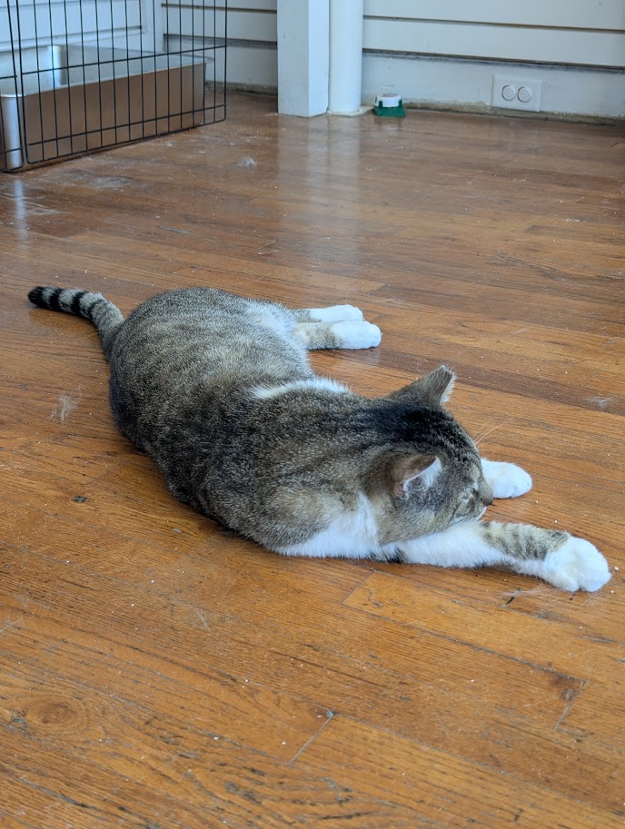 MeWowCatCafe's tweet photo. Good night, everyone! Thank you for everyone who came and made today FUN!! π½β€
#mewowcatcafe #catcafe #goodnight #catlovers #kittylove https://t.co/k5tkHYzG9V