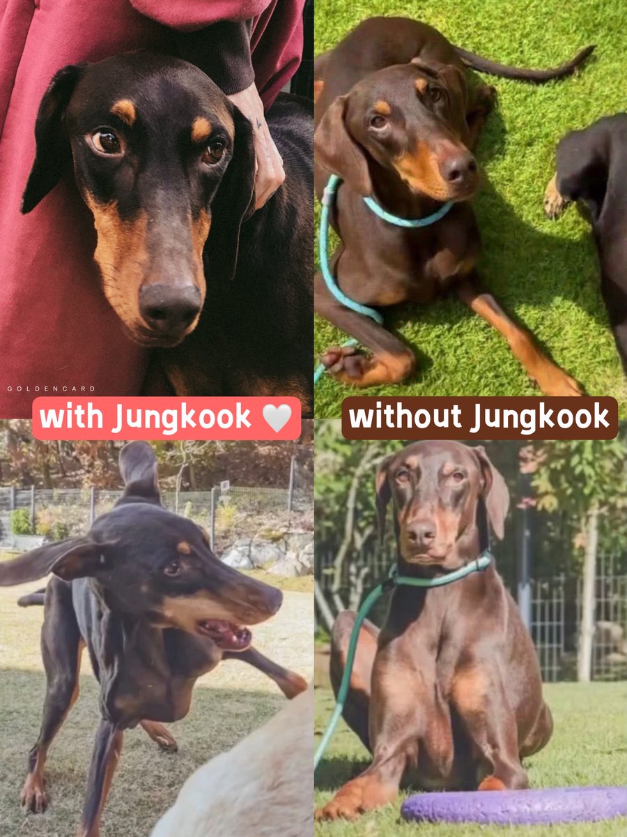 IMGOLDENCARD's tweet photo. Bam with Jungkook: soft, gentle little deer eyes
Bam with his friends: cool https://t.co/VJyX4BFMZ3
