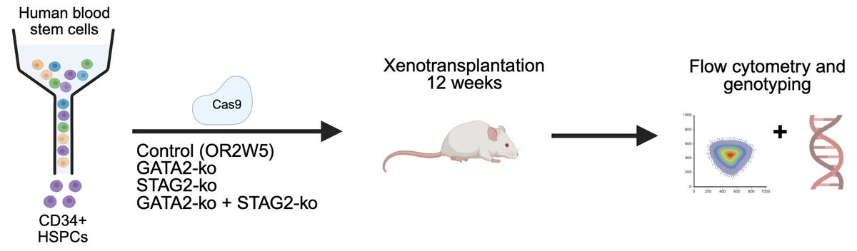 Elvin_Wag's tweet photo. 🧬 Happy to share our new study in @BloodAdvances! Many inherited cancer predisposition genes only cause disease once a second mutation arrives. We tested that directly, combining CRISPR editing of human primary blood stem cells with xenotransplantation.🧵https://t.co/mPDIjQLQuJ https://t.co/fML4sOxSLX