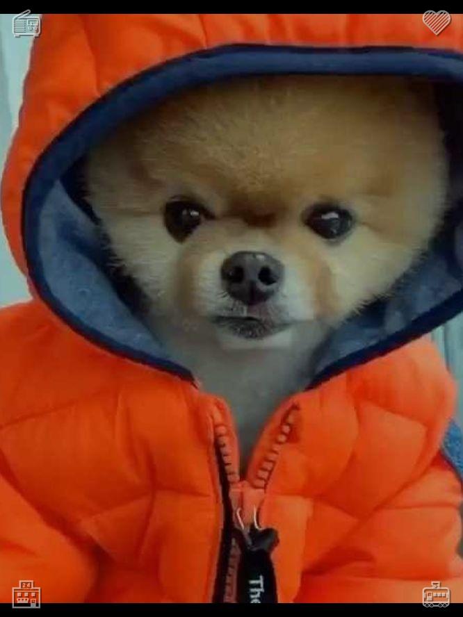 heena_baloch's tweet photo. Look inward deep into your soul when you feel weak, lost and confused. All bravery, resilience and forward strength you need already live within you, waiting for you to awaken them actively.😟The dog runs with a ball in the snow in winter https://t.co/85lYhJxZvR